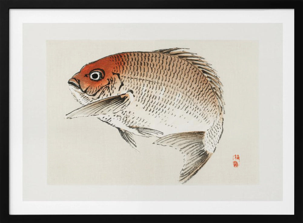 Tai (red Seabream) Fish | Poster