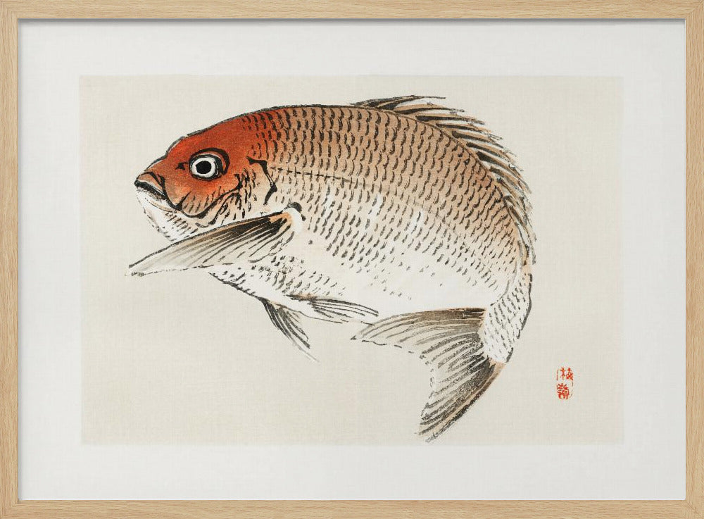 Tai (red Seabream) Fish | Poster