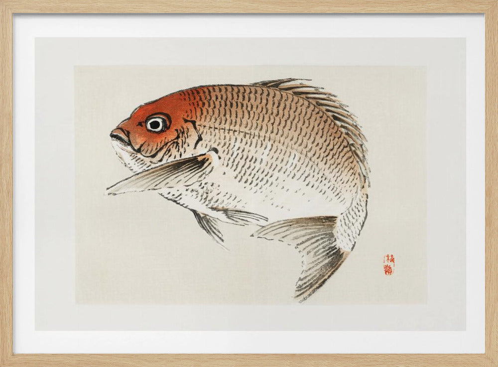 Tai (red Seabream) Fish | Poster