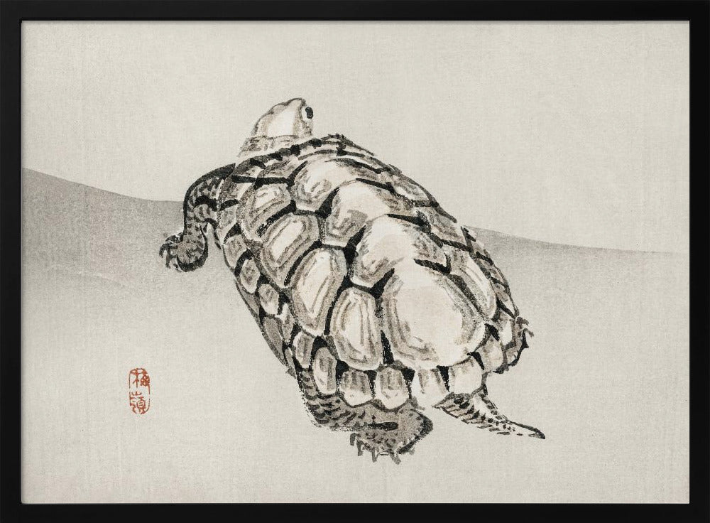 Turtle | Poster