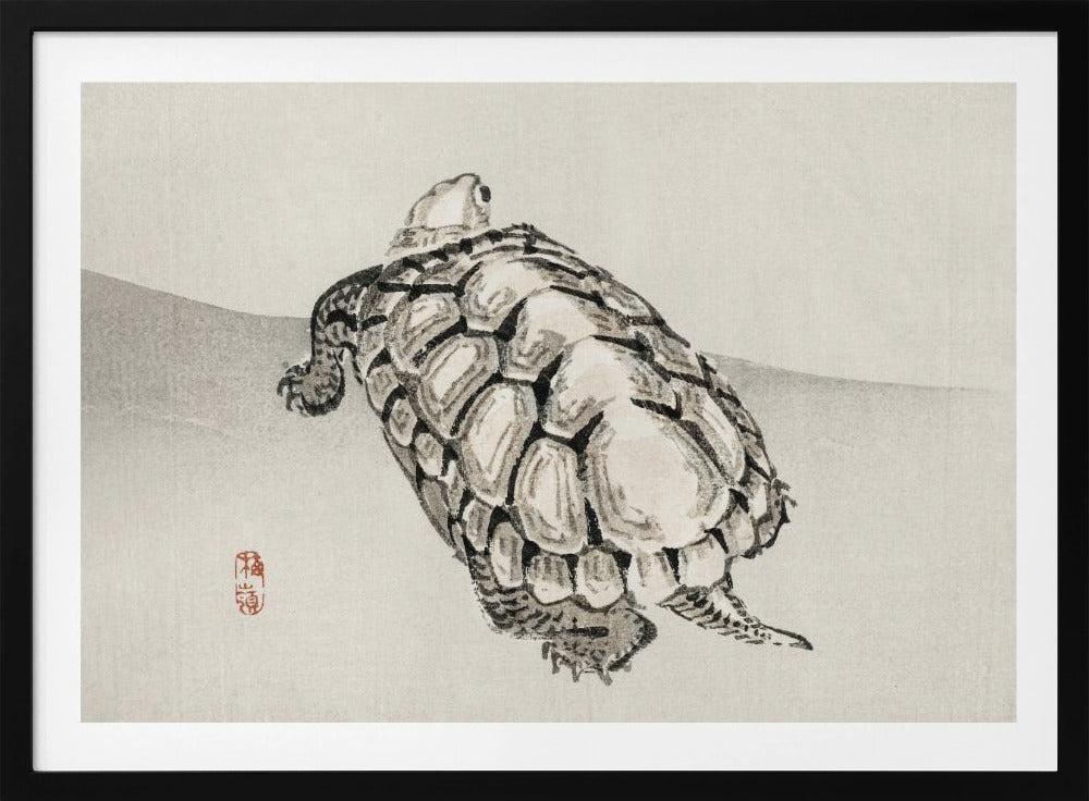 Turtle | Poster