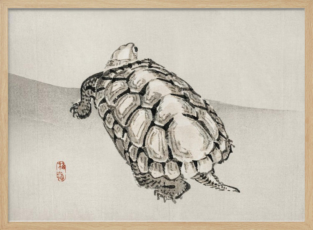 Turtle | Poster