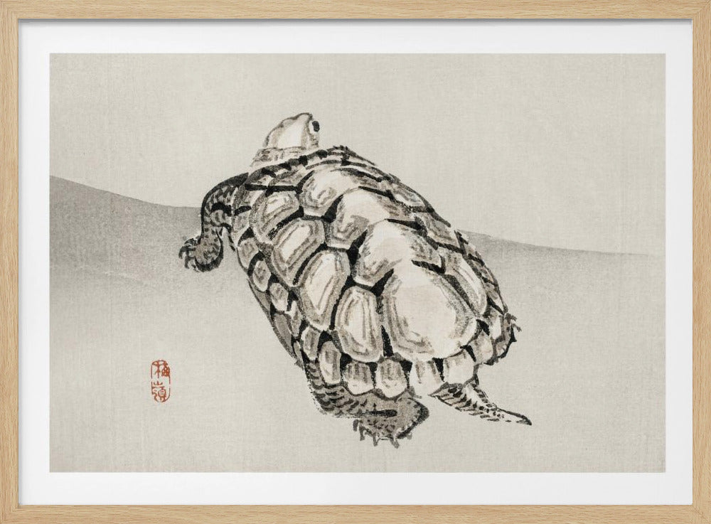 Turtle | Poster