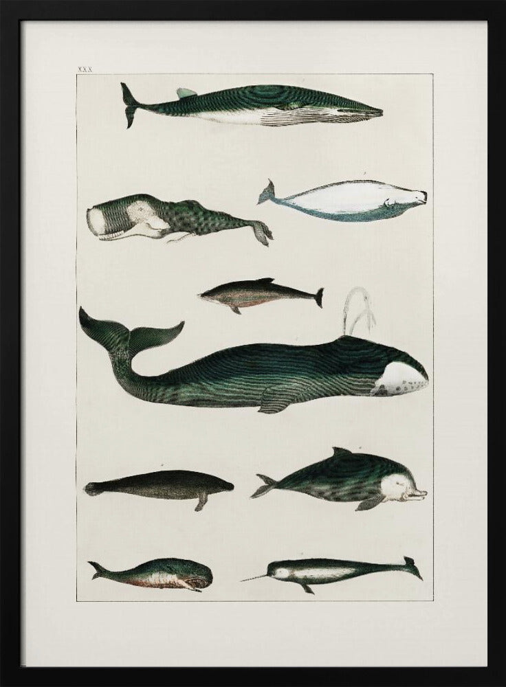 Wal Poster |