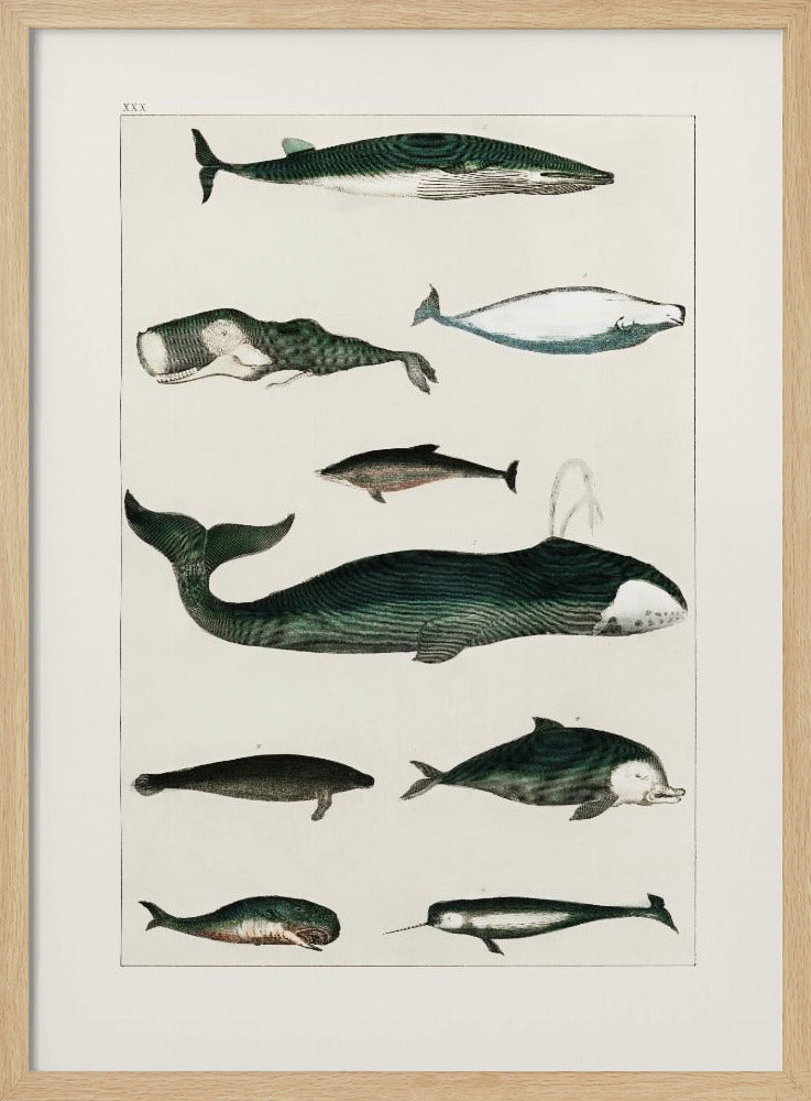 Wal Poster |