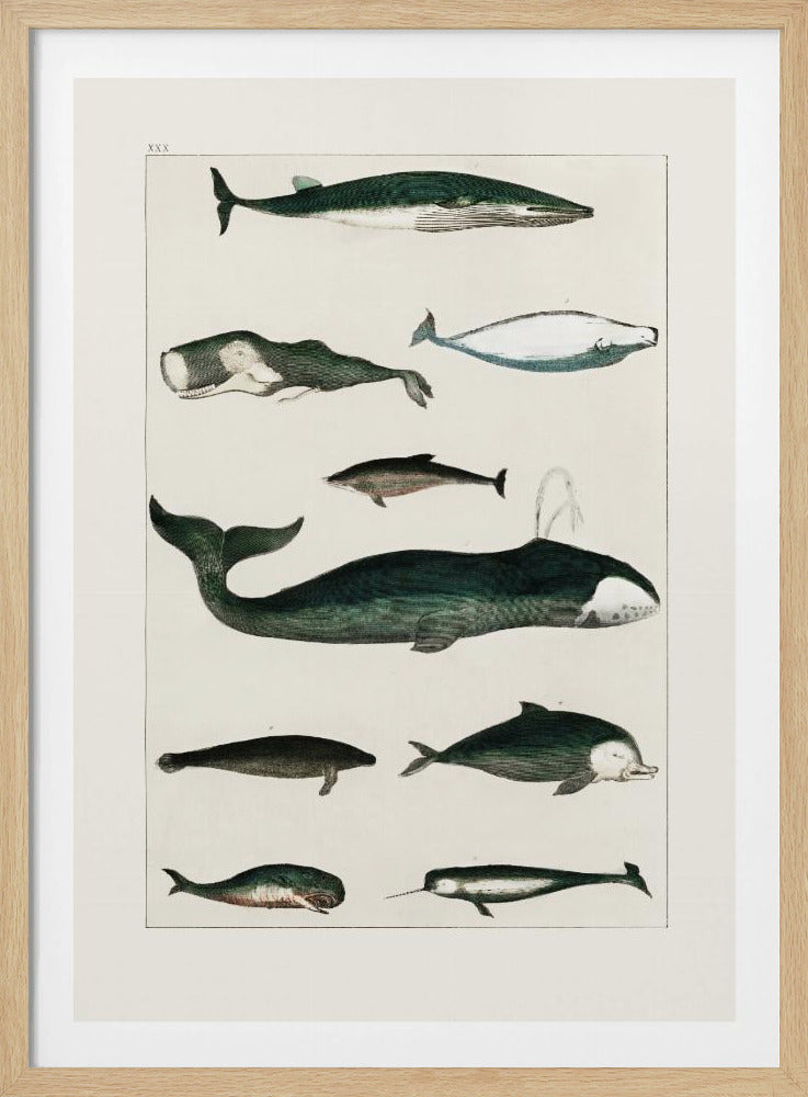Wal Poster |