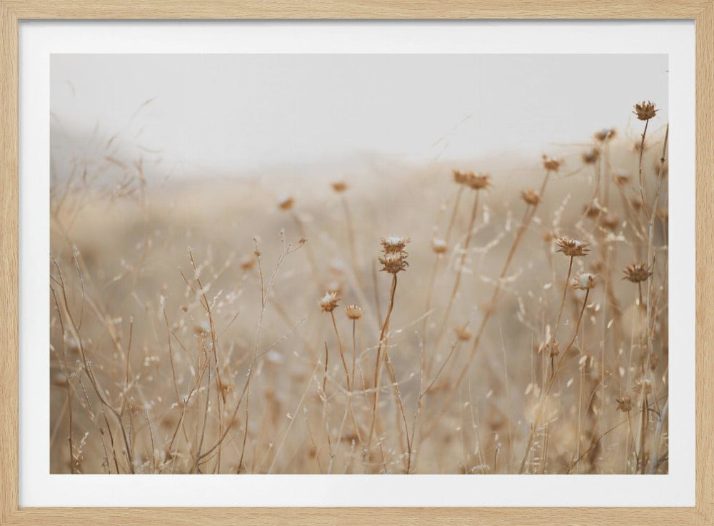 Winterdistel Nr. 2 | Poster
