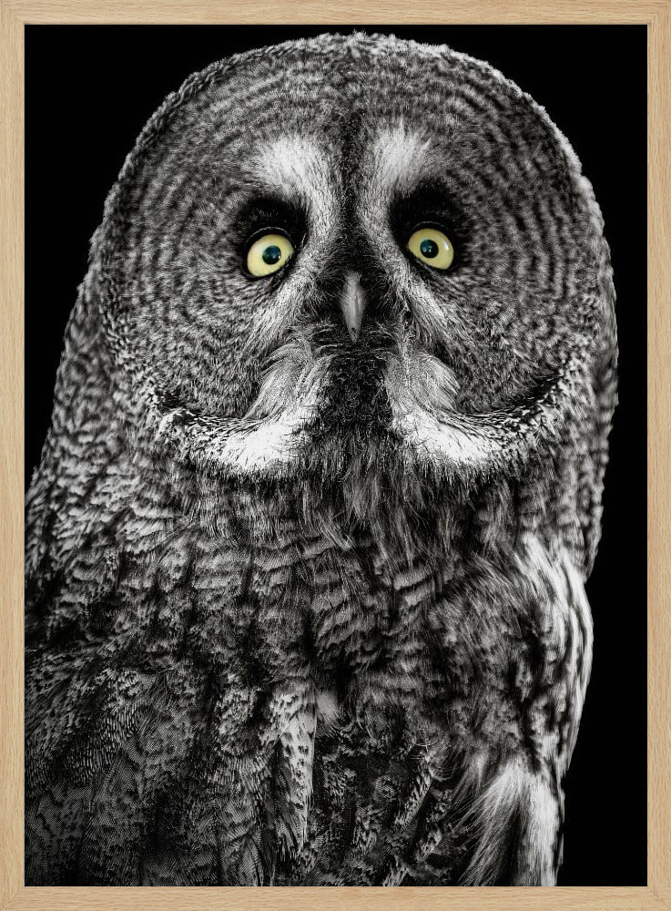 Eule | Poster