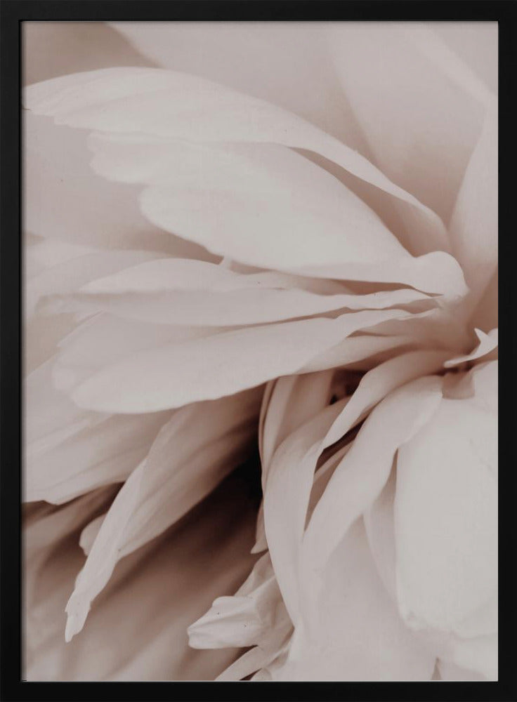 Pfingstrose | Poster