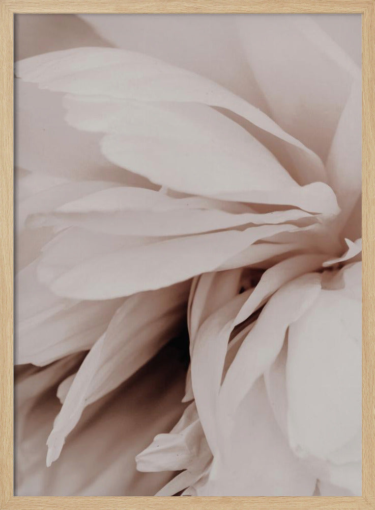 Pfingstrose | Poster