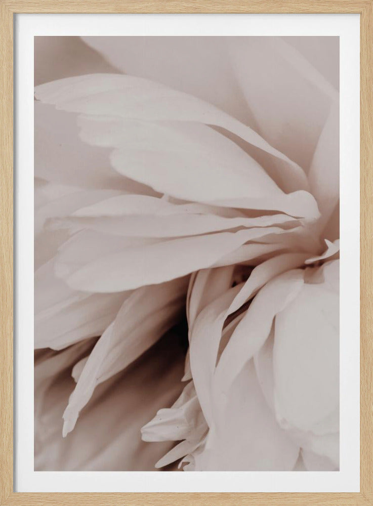 Pfingstrose | Poster