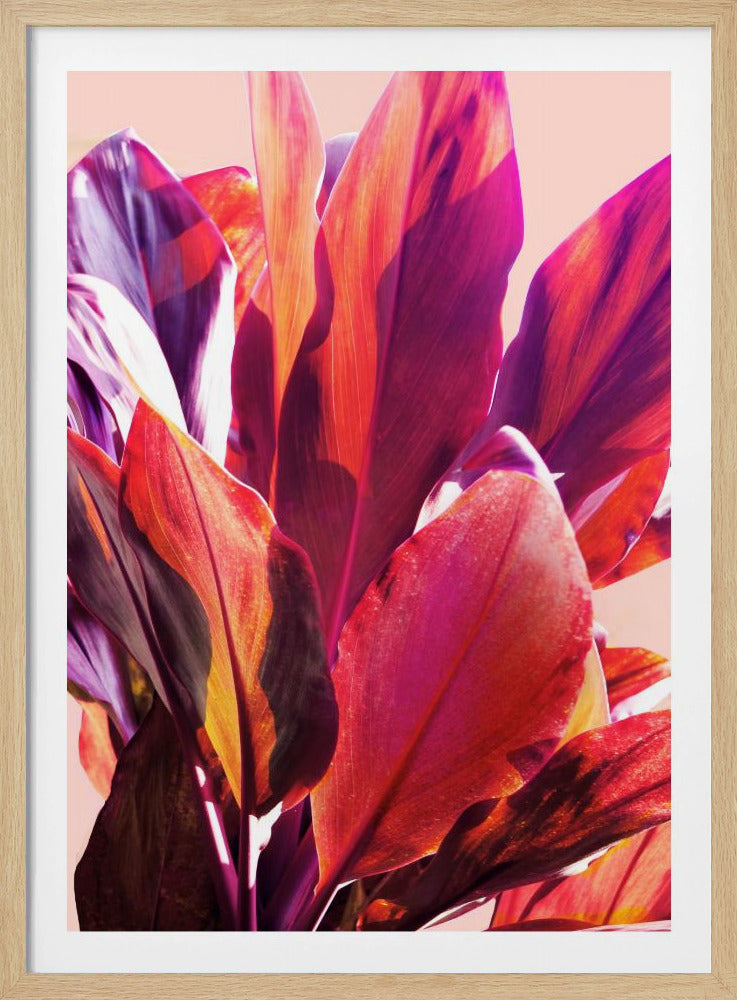 Fuchsienblätter I | Poster