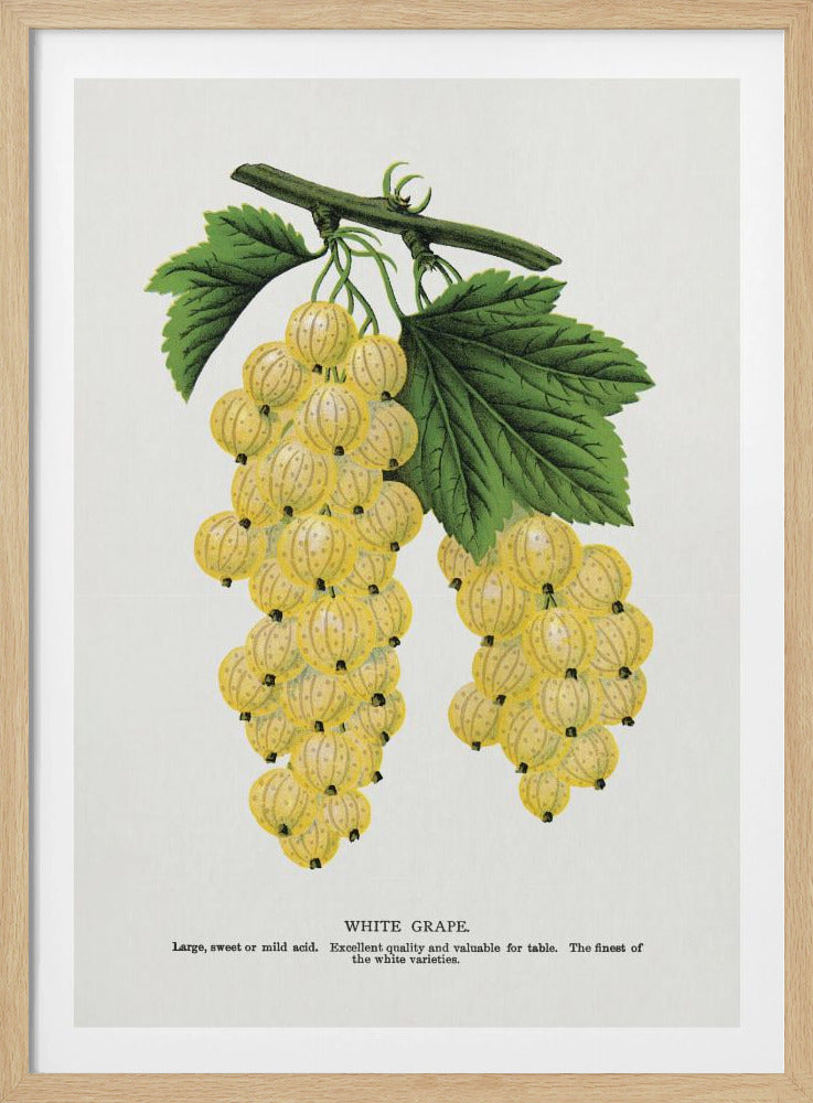 Weiße Trauben Lithographie | Poster