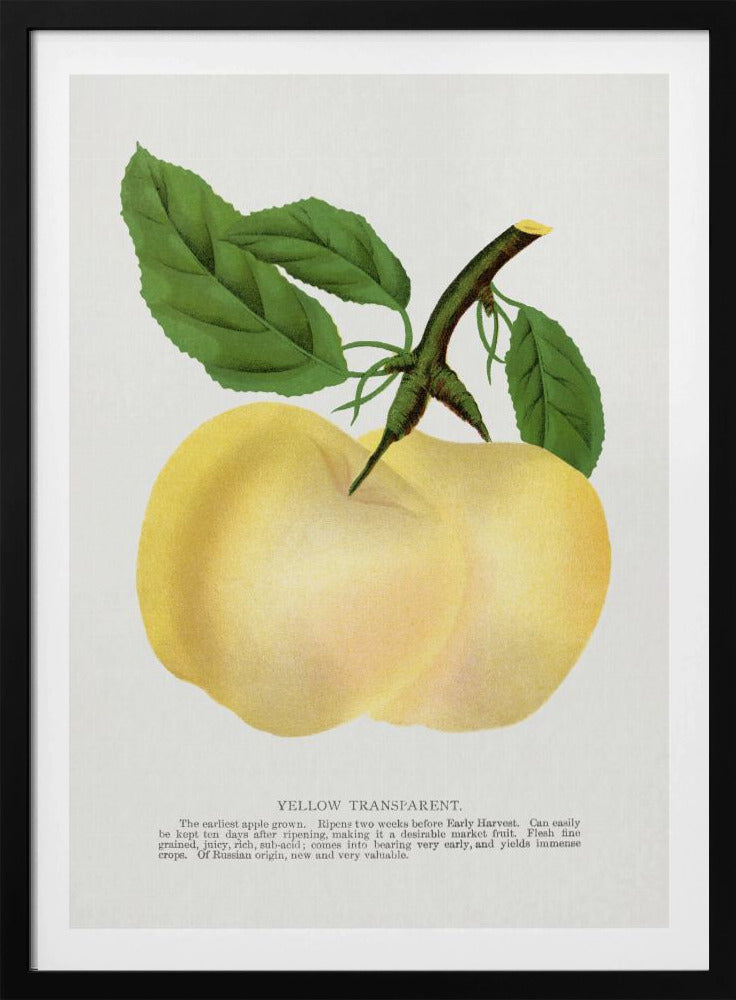 Gelbe transparente Apfel-Lithografie | Poster