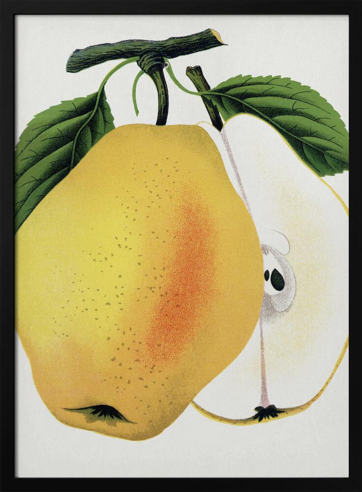 Kiefers Hybridbirnen-Lithografie | Poster