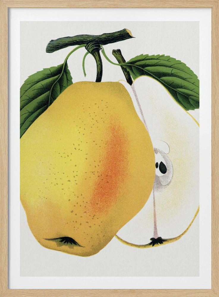 Kiefers Hybridbirnen-Lithografie | Poster