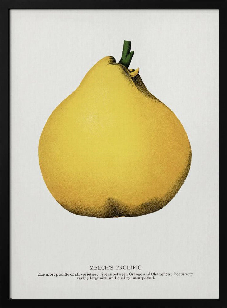 Meechs produktive Birnen-Lithografie | Poster