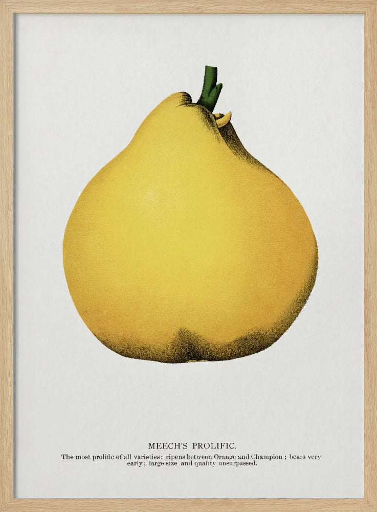 Meechs produktive Birnen-Lithografie | Poster