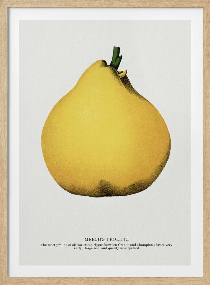 Meechs produktive Birnen-Lithografie | Poster