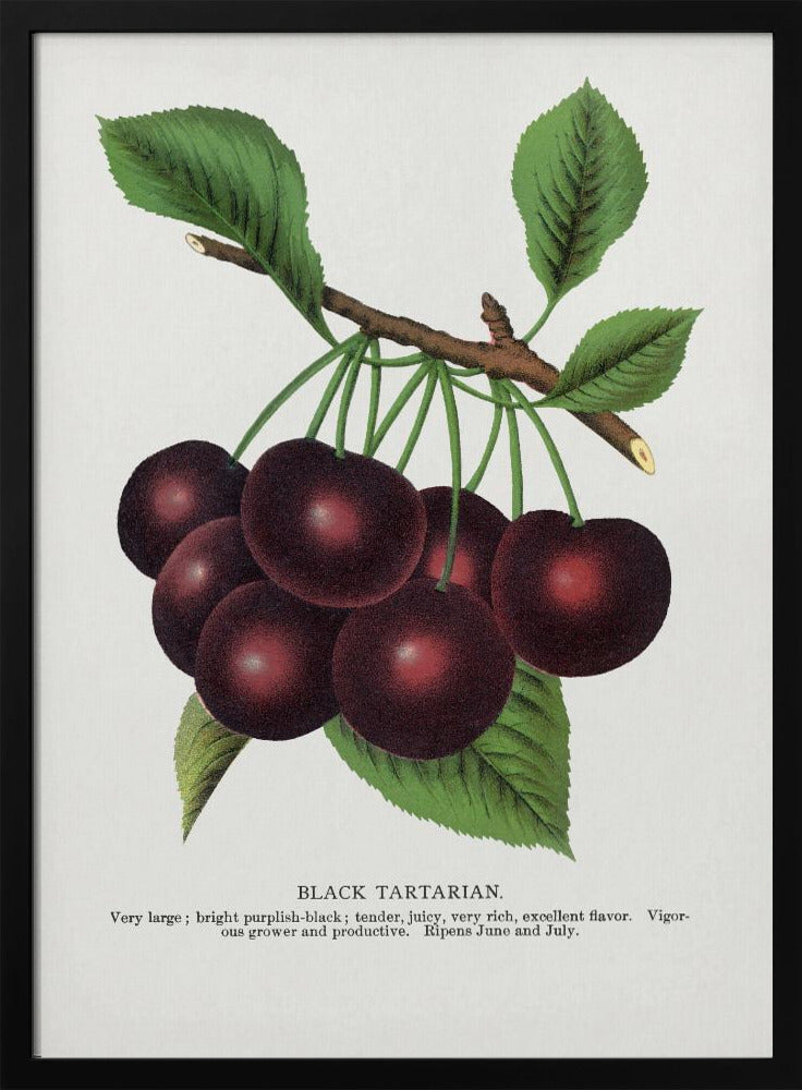 Black Tartarian Cherry Lithograph | Poster
