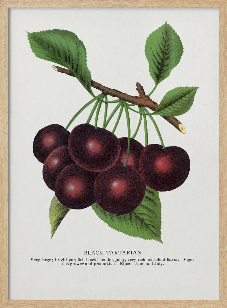 Black Tartarian Cherry Lithograph | Poster