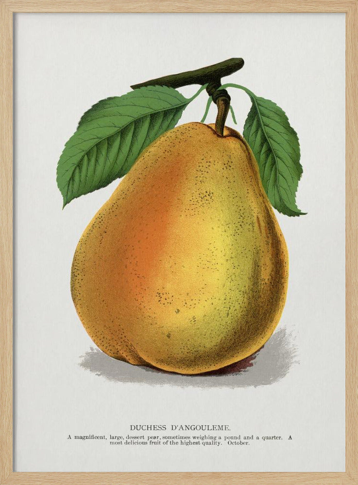 Herzogin D'angouleme Birnenlithographie | Poster