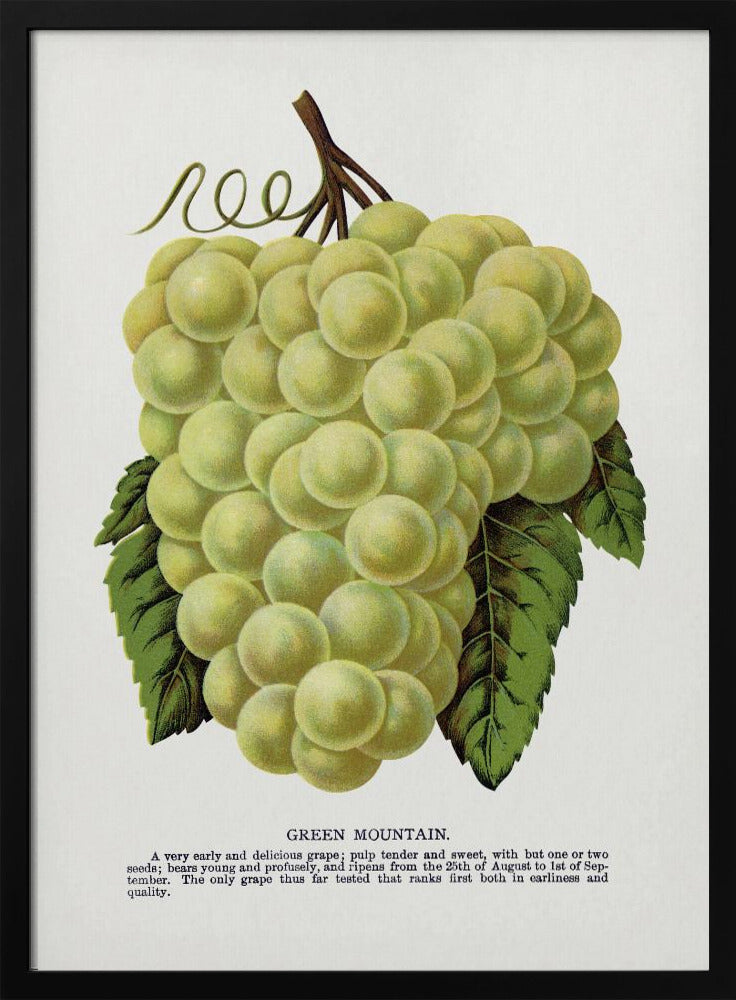 Lithografie „Grüne Bergtraube“ | Poster