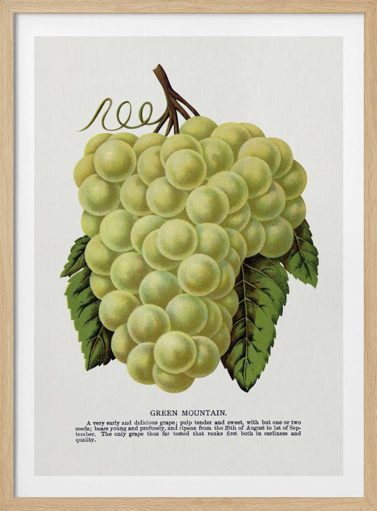 Lithografie „Grüne Bergtraube“ | Poster