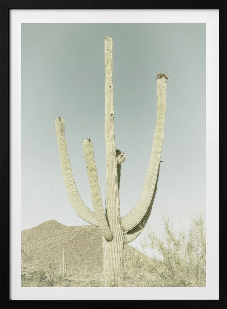 Saguaro Nationalpark Poster