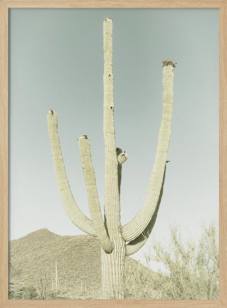 Saguaro Nationalpark Poster