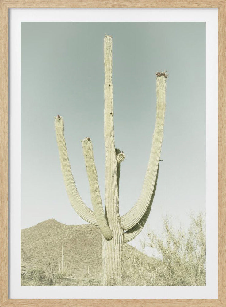 Saguaro Nationalpark Poster