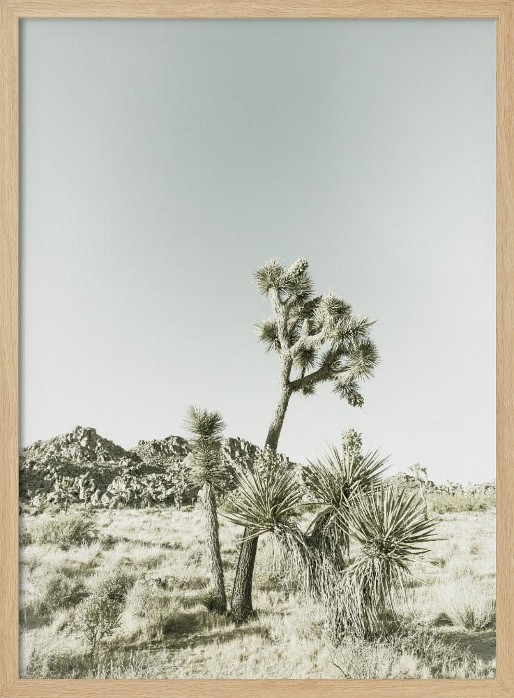 Joshua Tree Nationalpark Vintage-Impression | Poster