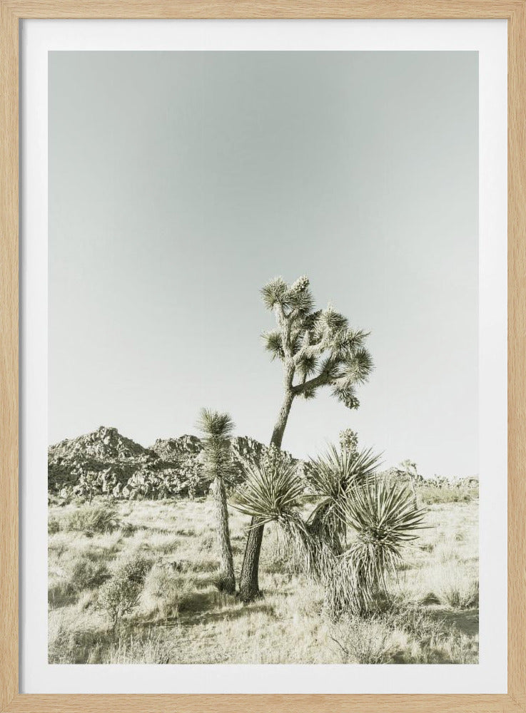 Joshua Tree Nationalpark Vintage-Impression | Poster