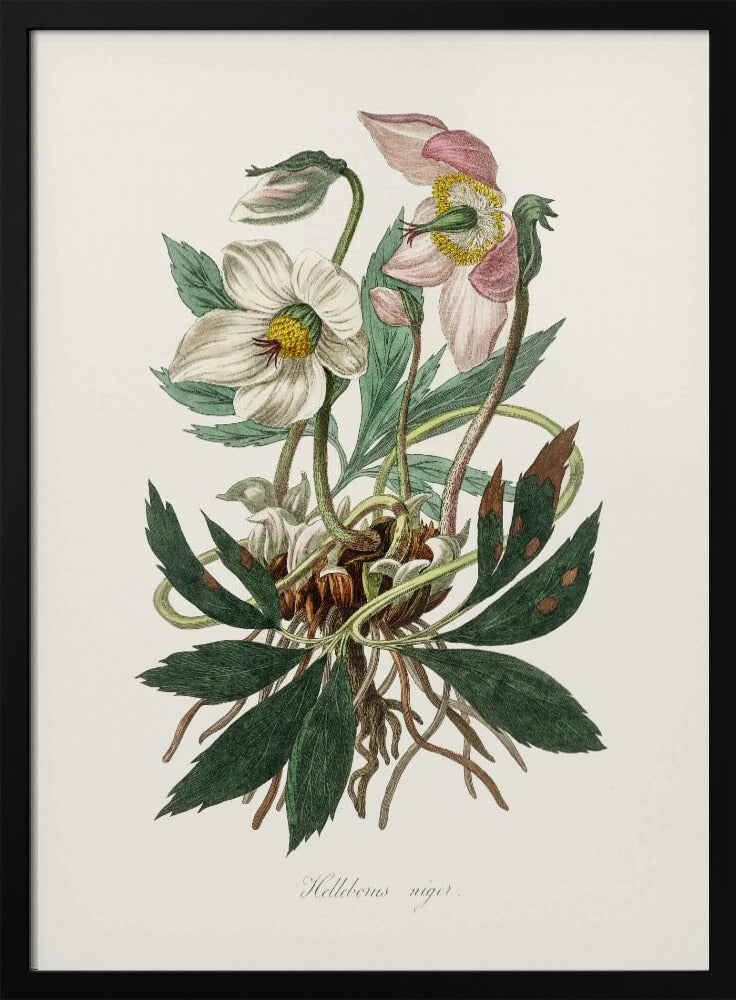 Christrose (Helleborus Niger) Medizinische Botanik | Poster
