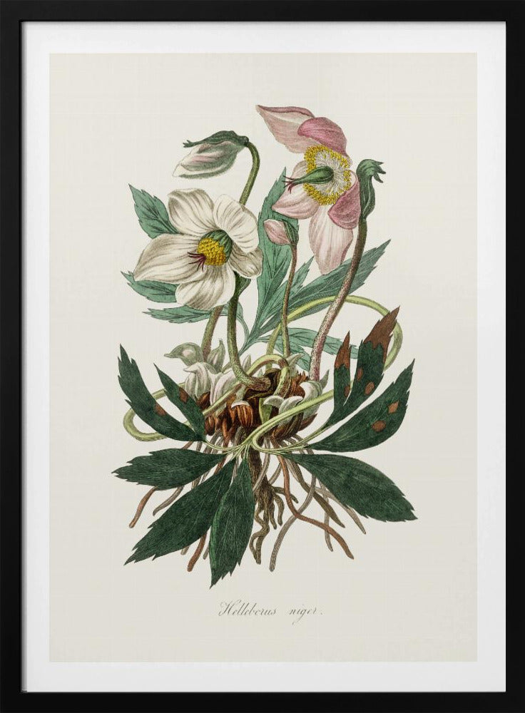 Christrose (Helleborus Niger) Medizinische Botanik | Poster