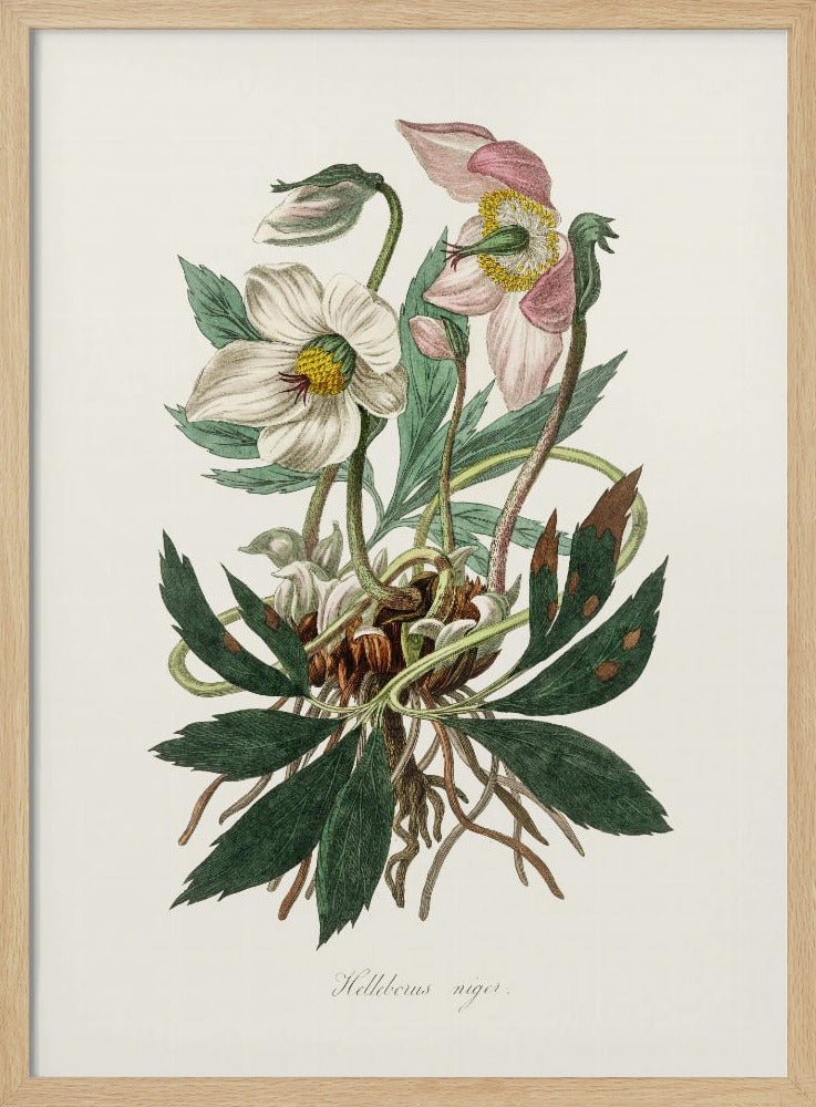 Christrose (Helleborus Niger) Medizinische Botanik | Poster