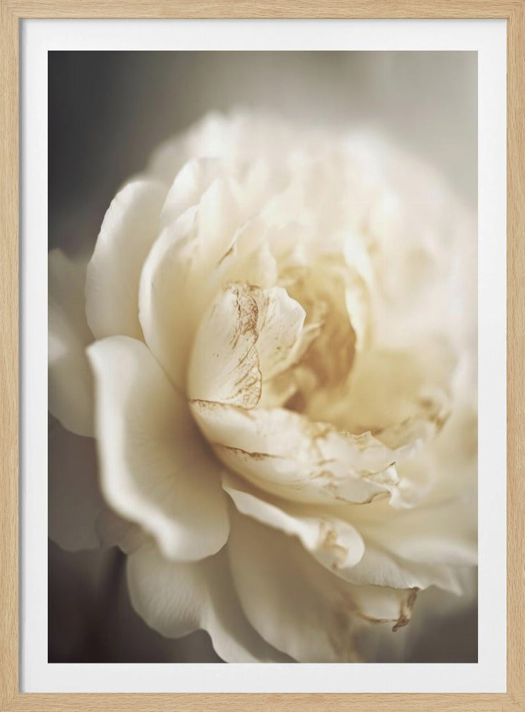 Ätherische Blüte | Poster