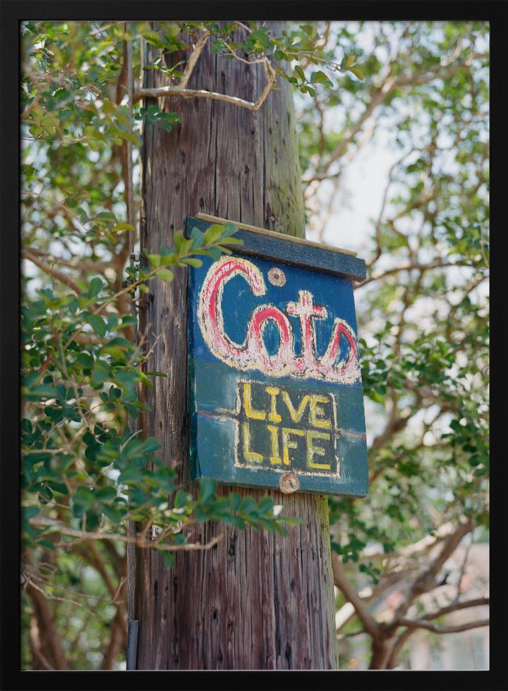 New Orleans Katzen | Poster