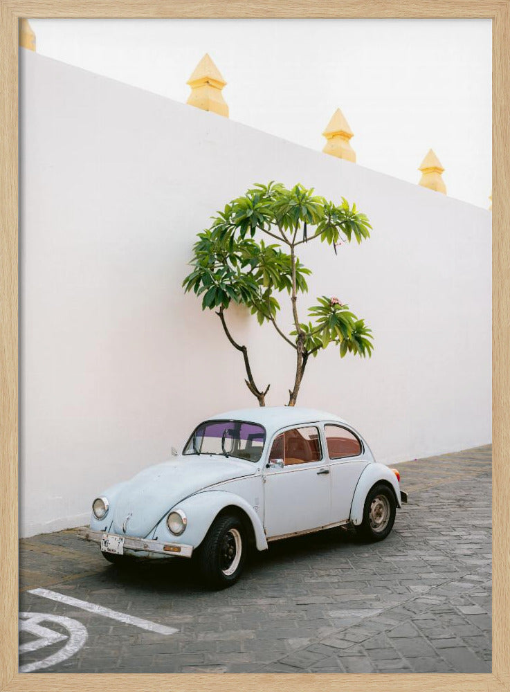 Pastellfarbener Volkswagen Käfer in den Straßen von Oaxaca, Mexiko | Poster