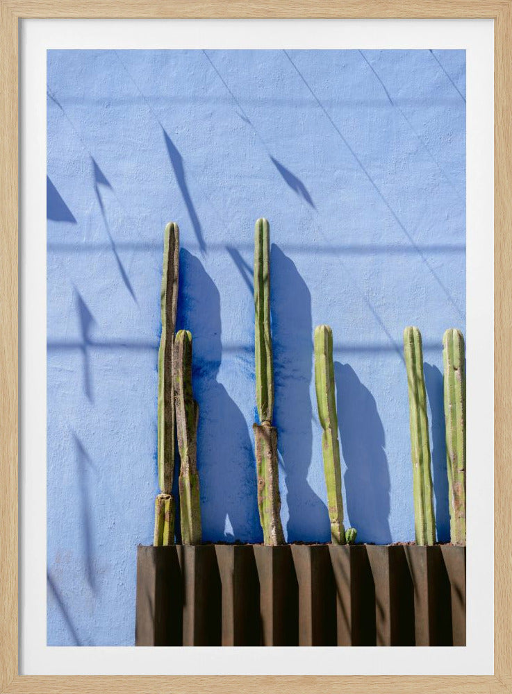 Hohe Kakteen | Reisefotografie in Oaxaca, Mexiko | Poster