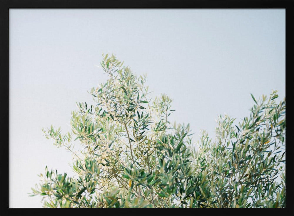 Oliven in Ostuni | Italien Reisefotografie | Poster