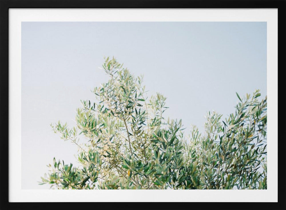 Oliven in Ostuni | Italien Reisefotografie | Poster