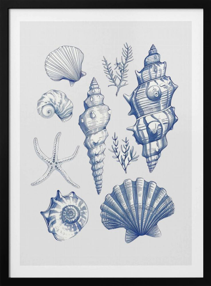 Muschelcollage | Poster