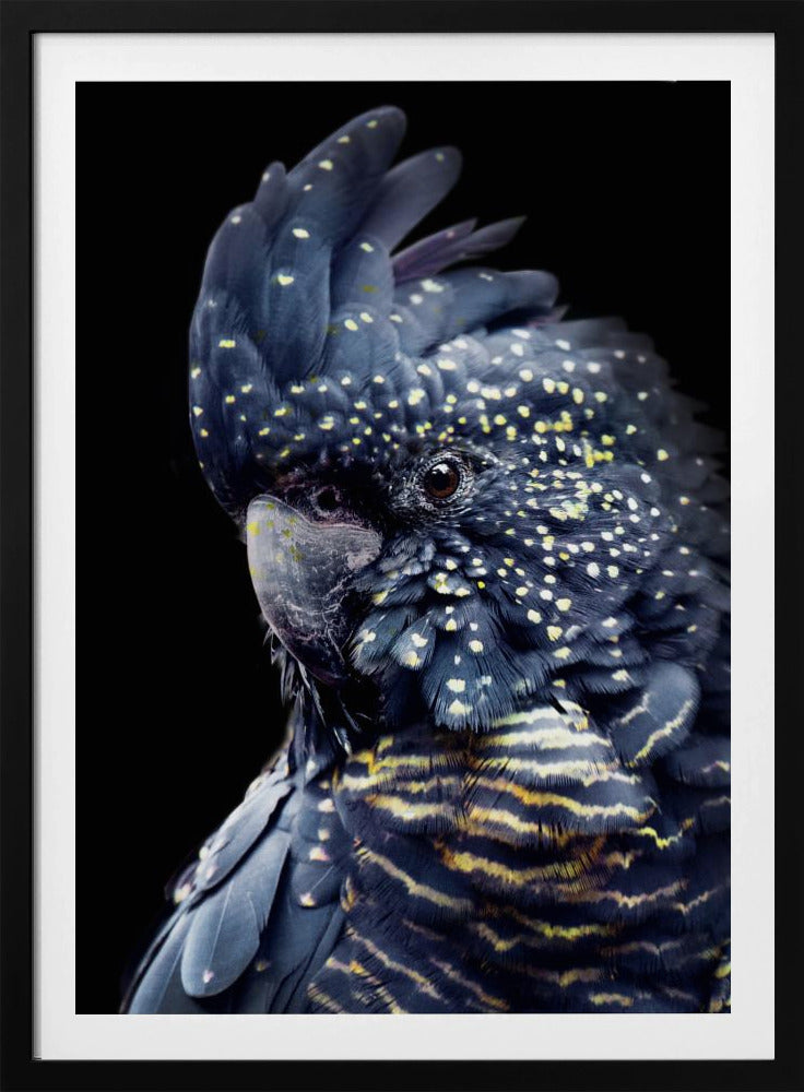 Schwarzer Kakadu2 | Poster