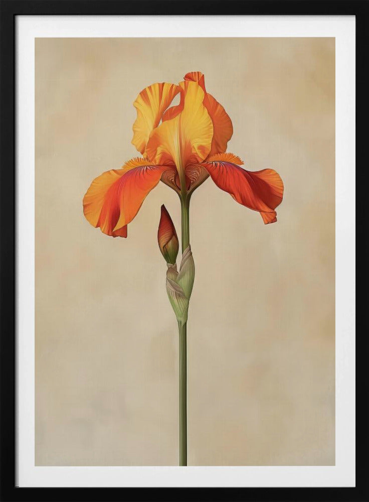 Poster Leinwand Sng Iris 34 | Poster