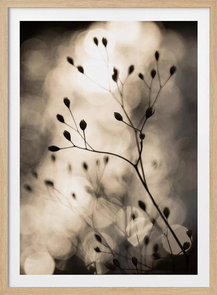 Sonnensilhouetten 1 | Poster