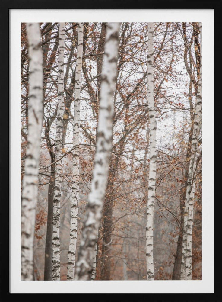 Birken 6 | Poster