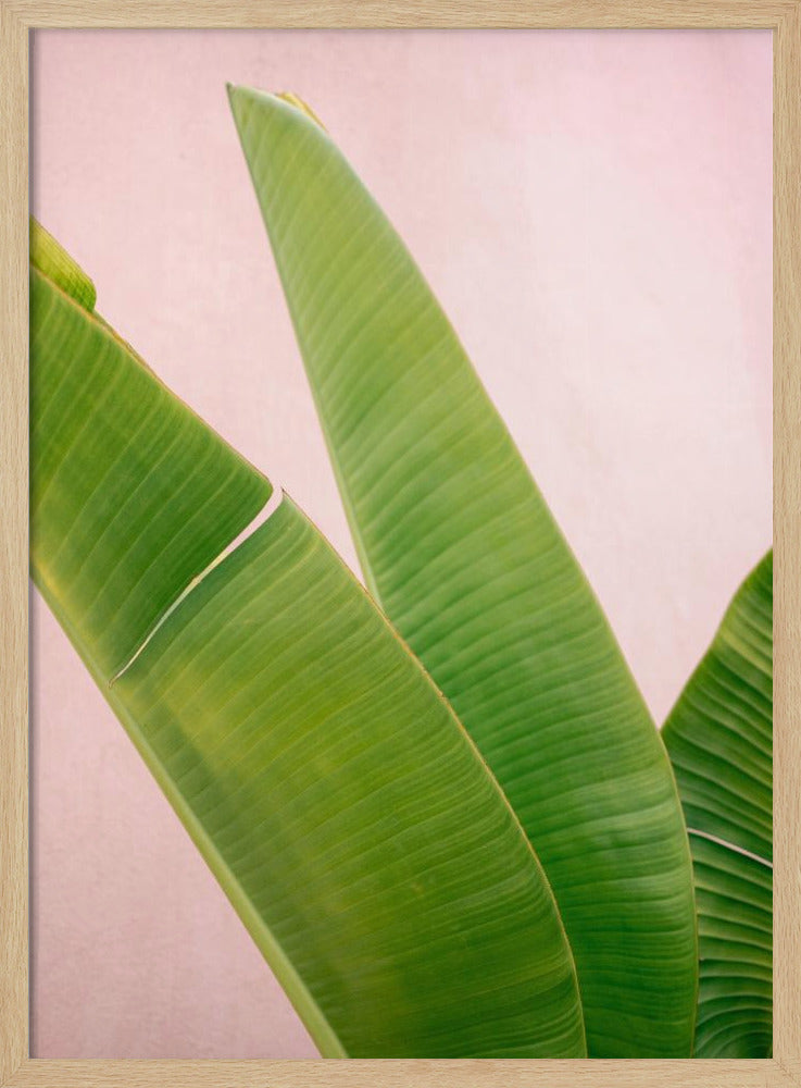 Merida Grün auf Pink | Poster