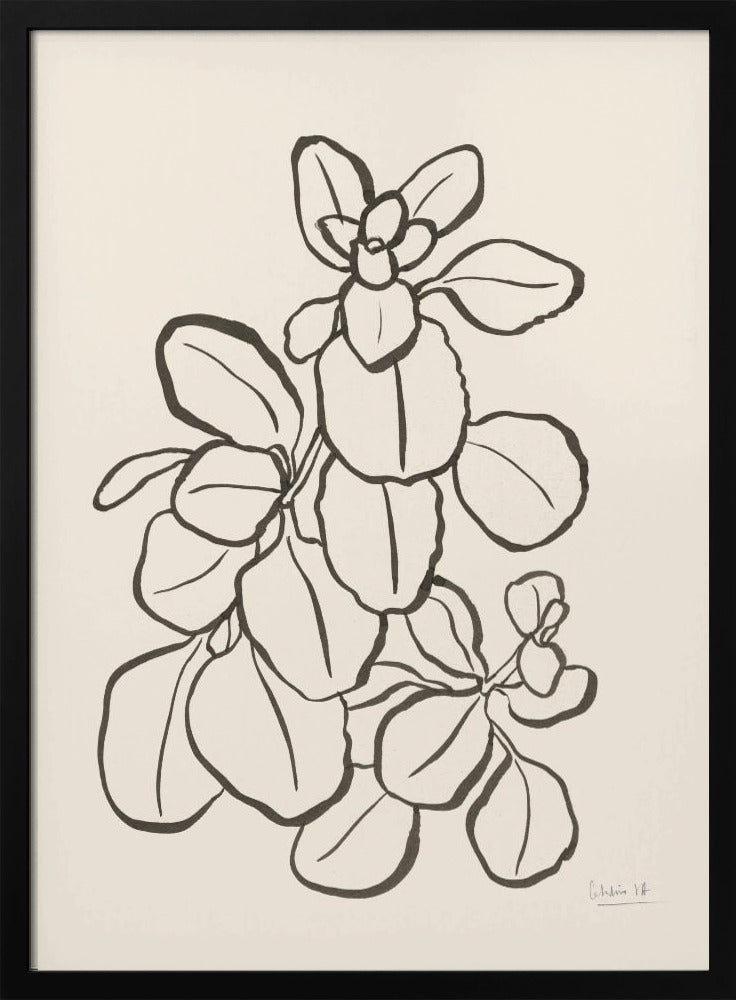 Kalanchoe Pflanze | Poster