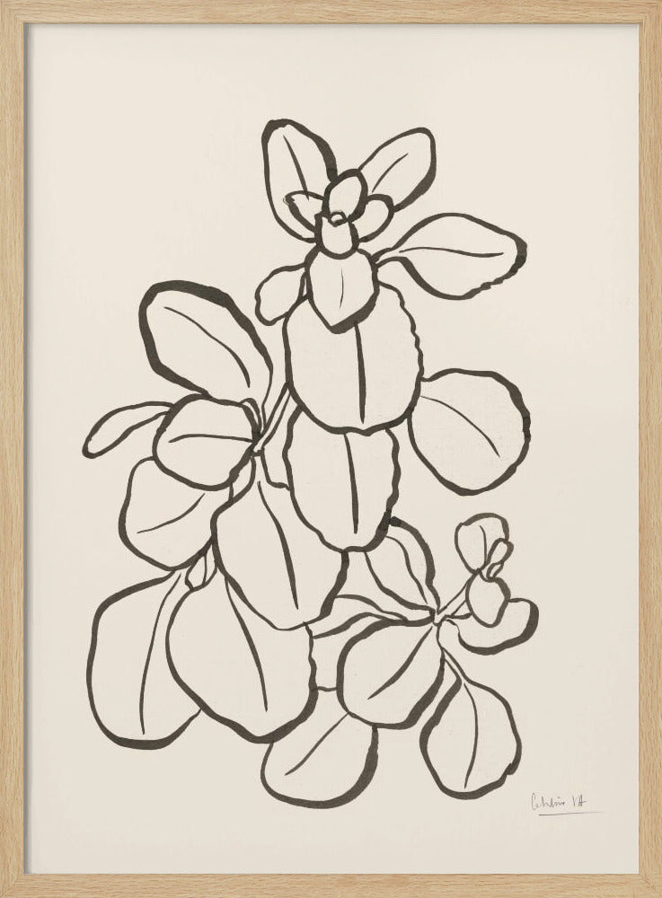 Kalanchoe Pflanze | Poster